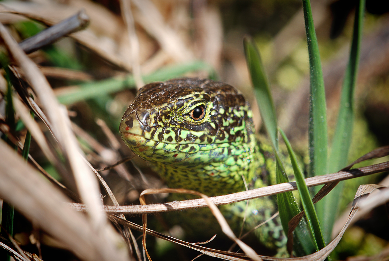 Lacerta agilis