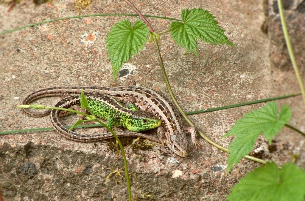 Lacerta agilis