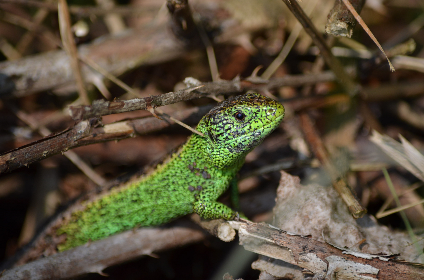 Lacerta agilis