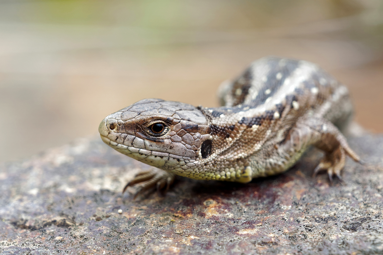 Lacerta agilis