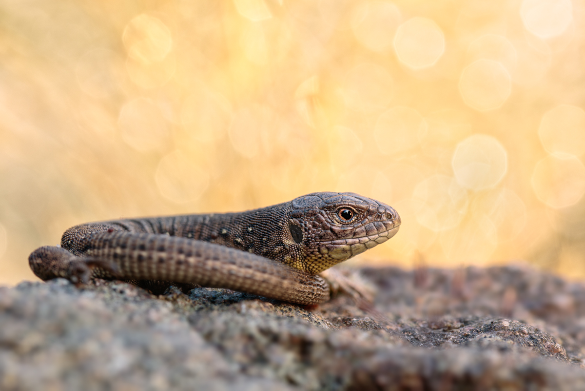  Lacerta agilis