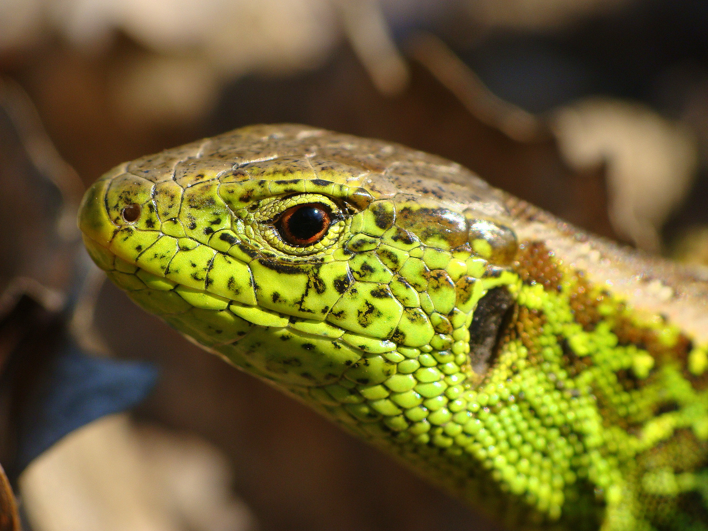 Lacerta agilis