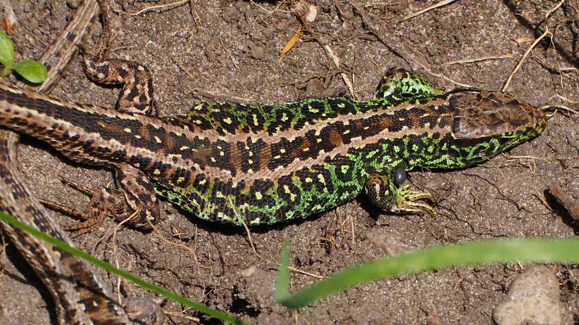 LACERTA AGILIS ARGUS AM FHSH