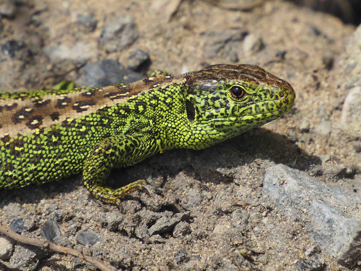 LACERTA AGILIS ARGUS - MÄNNCHEN