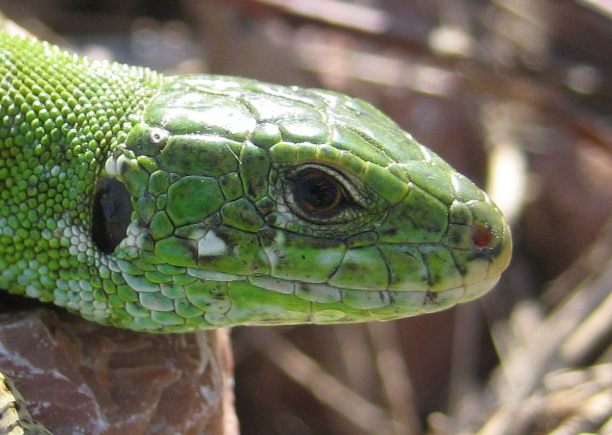 Lacerta agilis aus dem Kaukasus