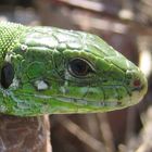 Lacerta agilis aus dem Kaukasus