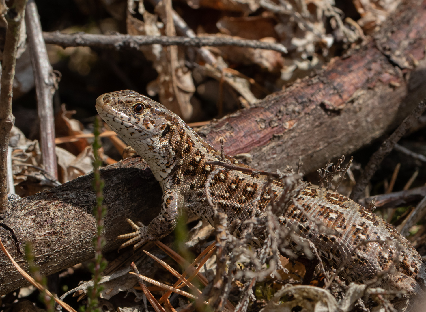 Lacerta agilis