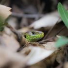 Lacerta agilis