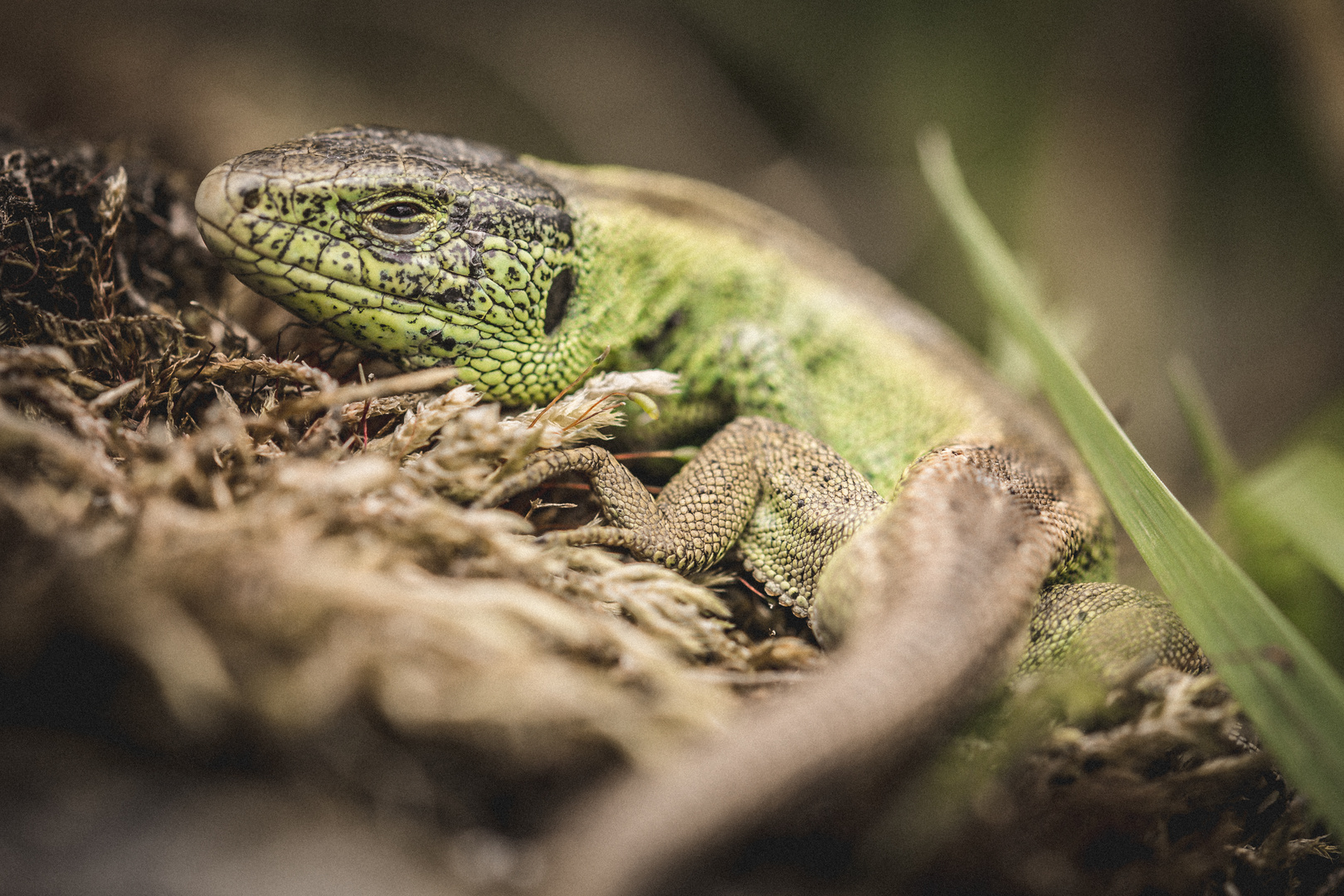 Lacerta agilis - Closeup