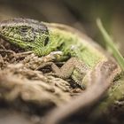 Lacerta agilis - Closeup