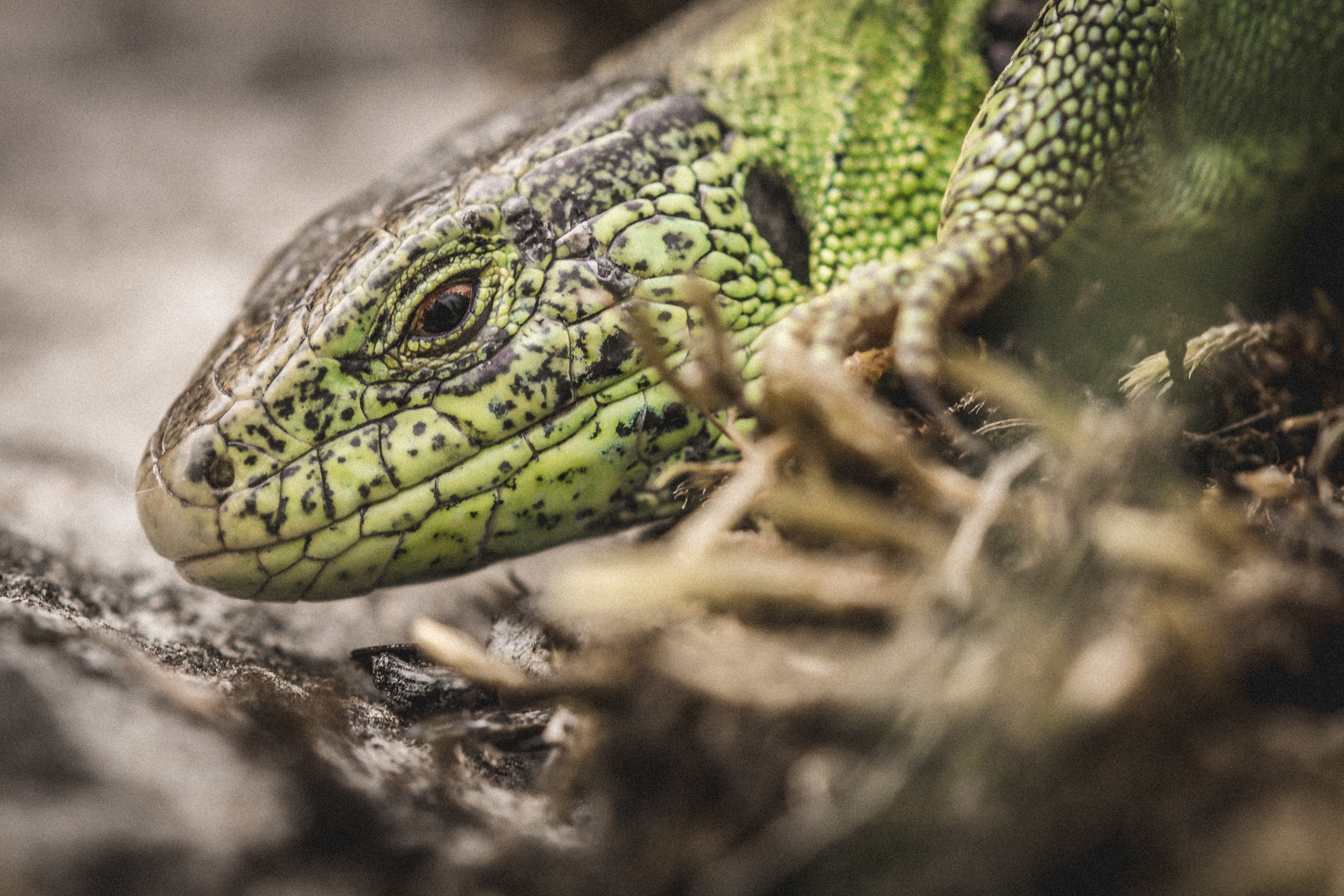 Lacerta agilis - Closeup Portrait