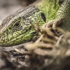 Lacerta agilis - Closeup Portrait