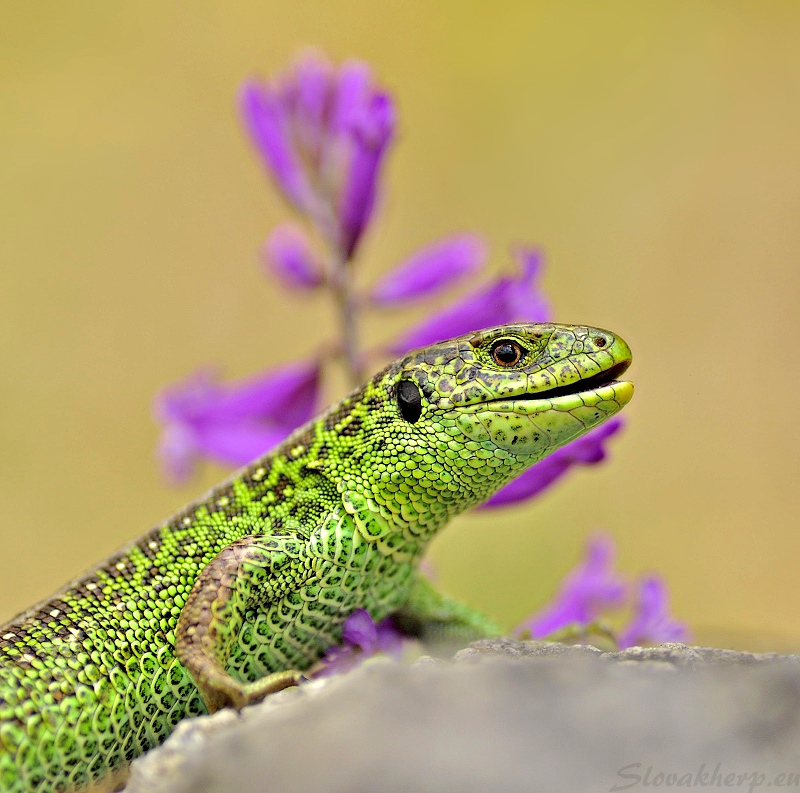 Lacerta agilis