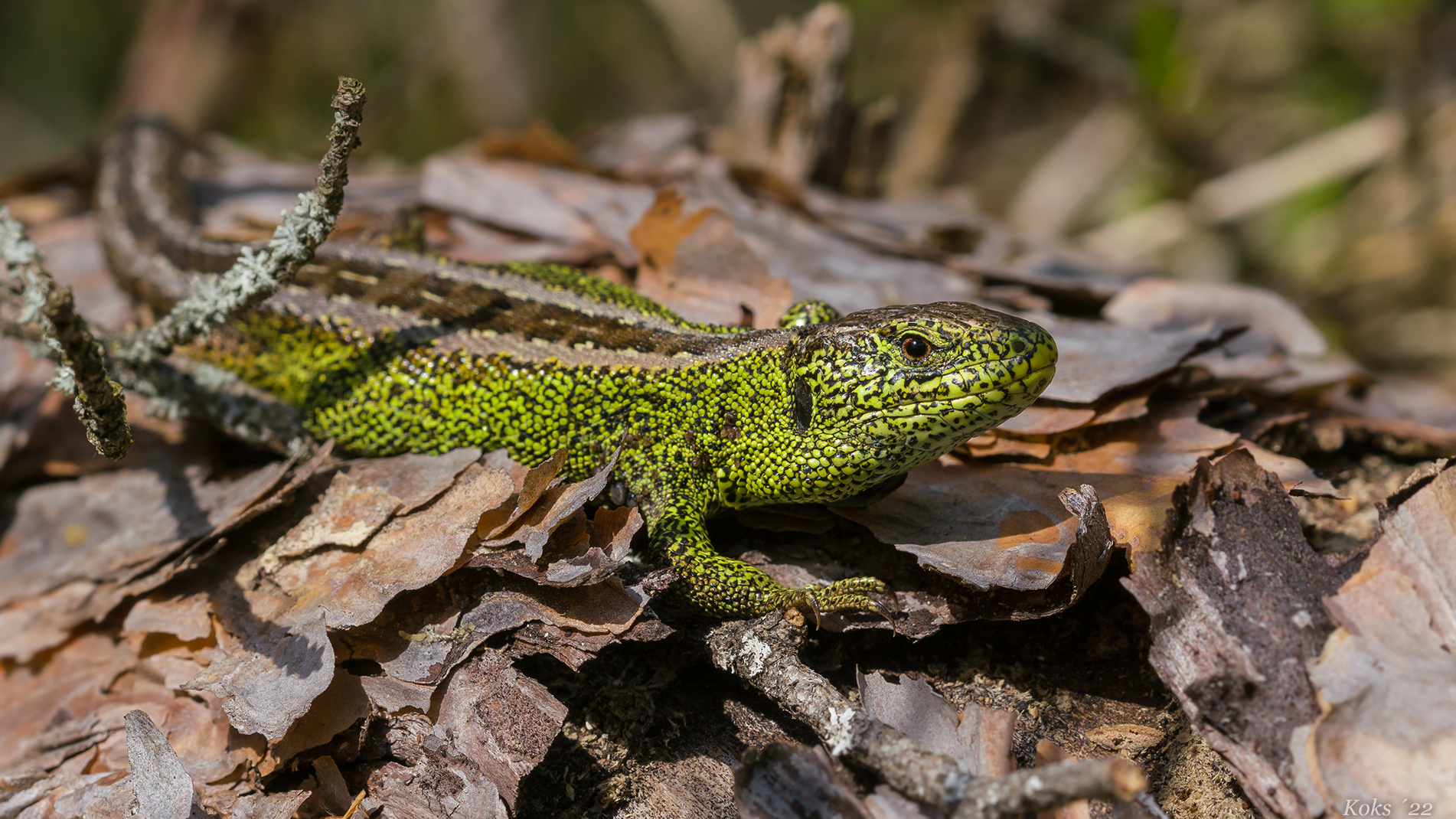 Lacerta agilis