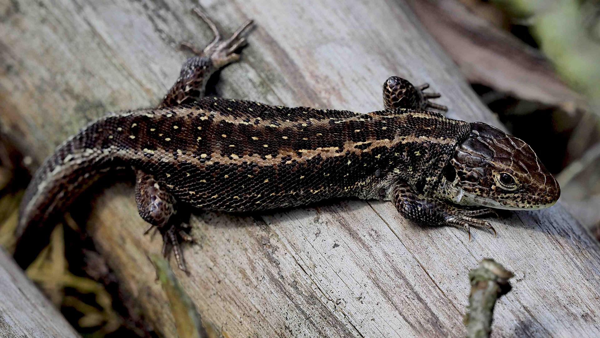 LACERTA AGILIS - FARBVARIANTE