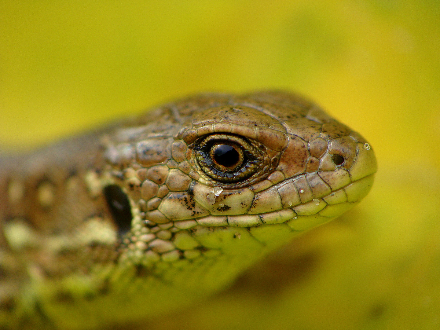 Lacerta agilis