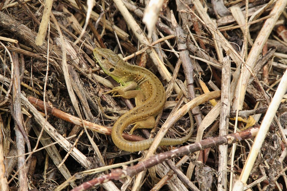 (Lacerta agilis) France