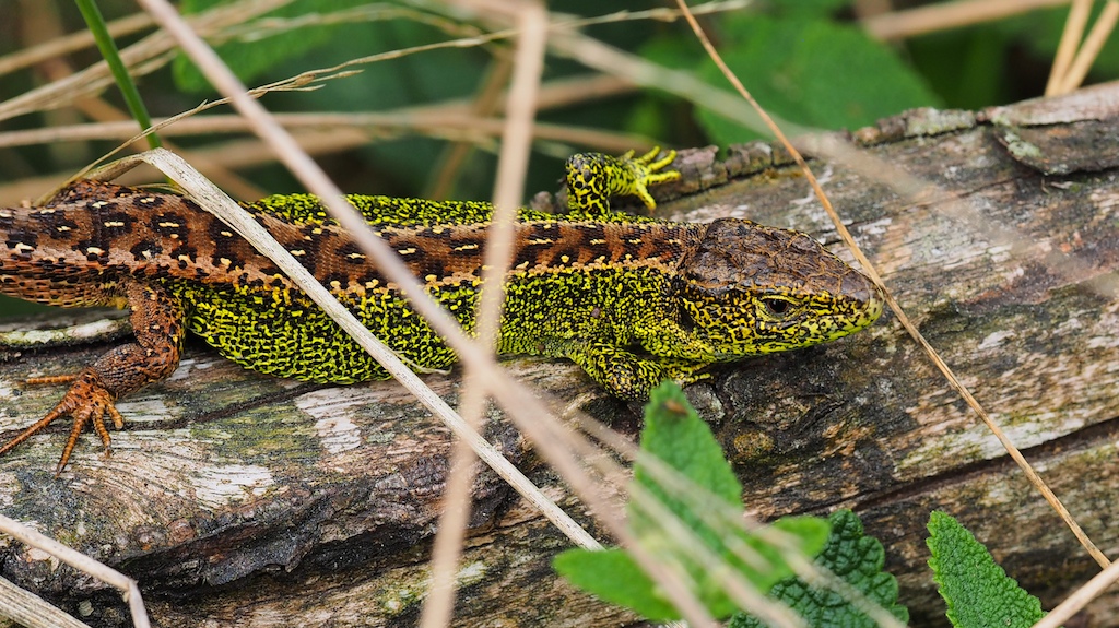 Lacerta agilis - Immer noch im Paarungskleid