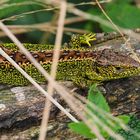 Lacerta agilis - Immer noch im Paarungskleid