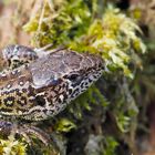 LACERTA AGILIS IN BOTTROP