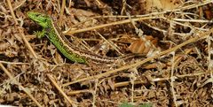 Lacerta agilis in Bottrop-Kirchhellen