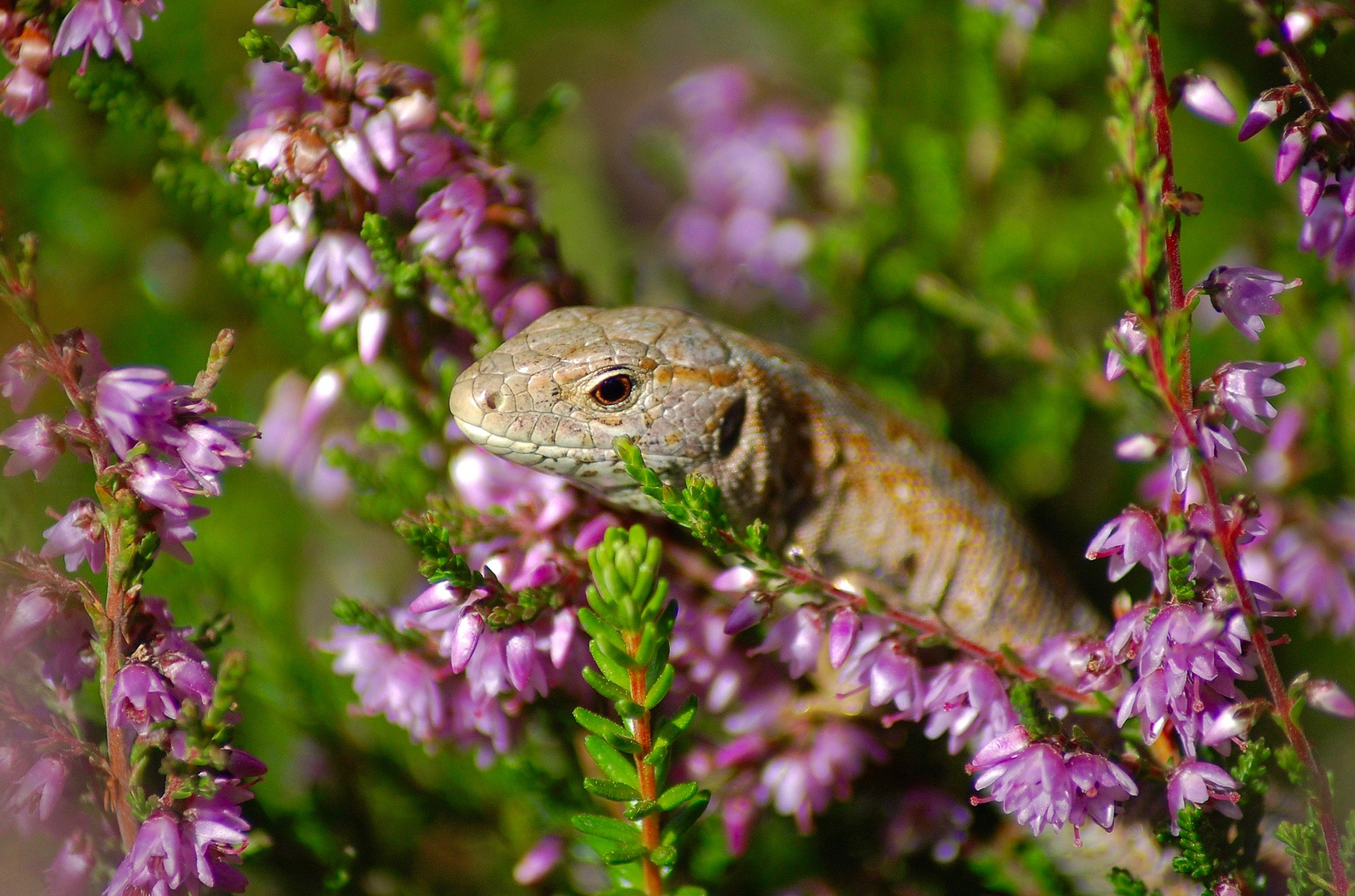 Lacerta Agilis in Orange