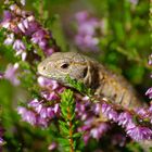 Lacerta Agilis in Orange