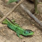 Lacerta agilis, Männchen.