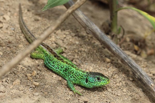 Lacerta agilis, Männchen.