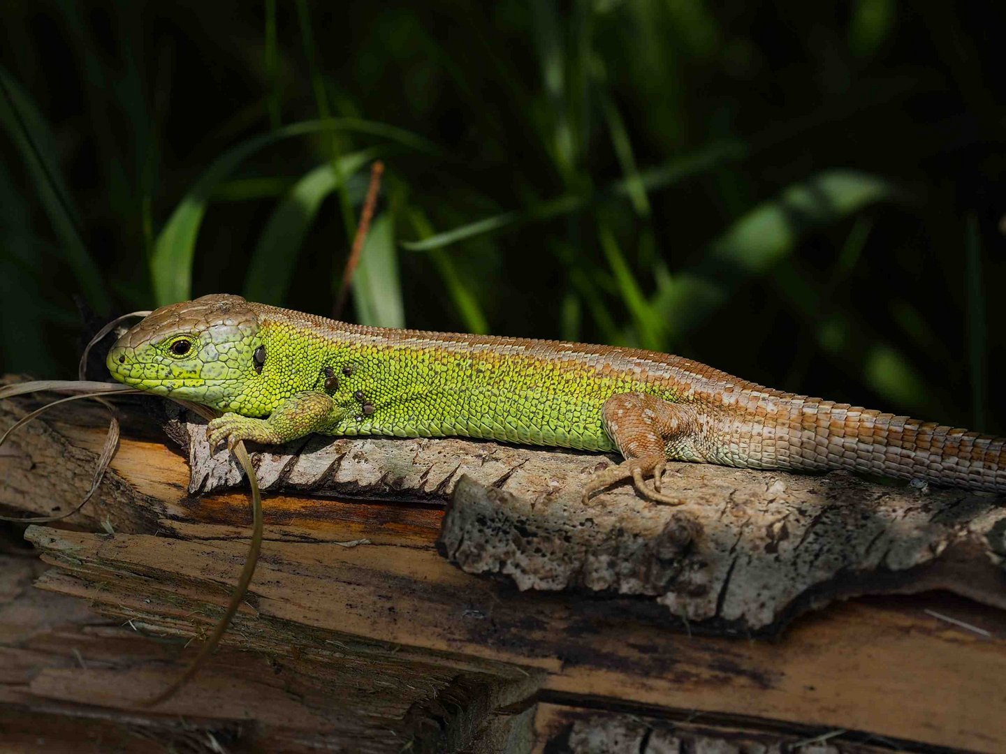 LACERTA AGILIS - MÄNNCHEN