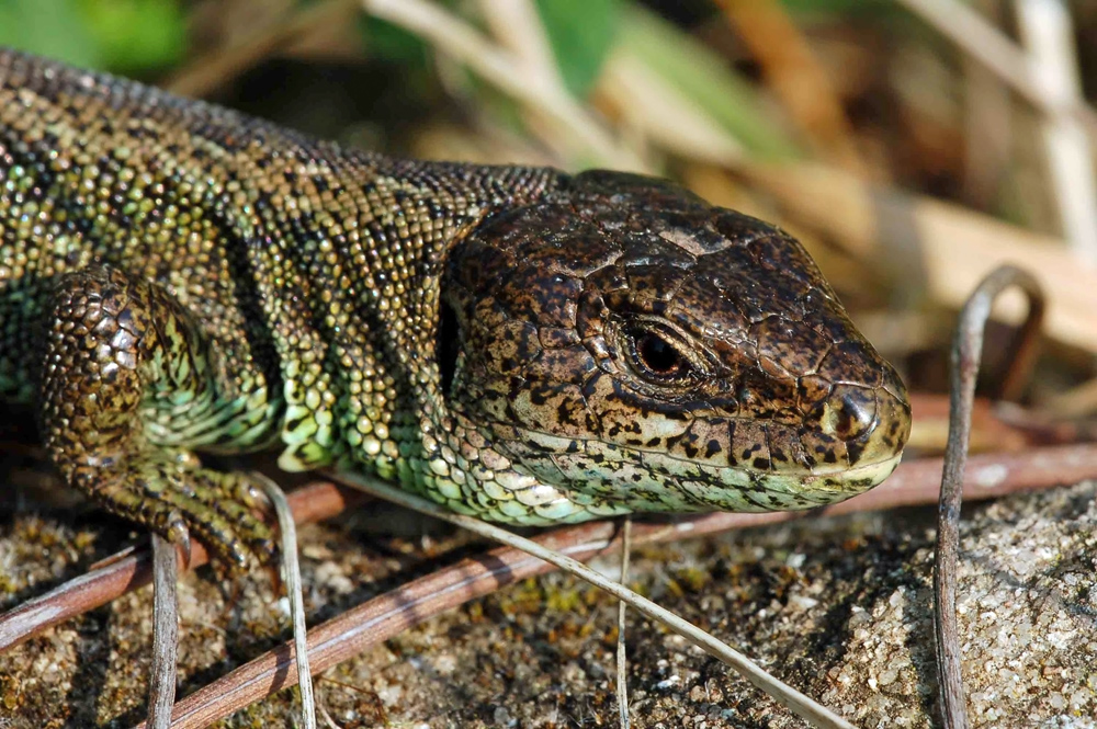 Lacerta agilis , männlich