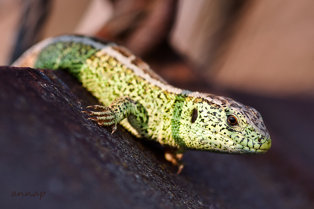 Lacerta agilis ssp. agilis