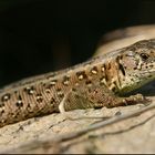 Lacerta agilis (weibl)