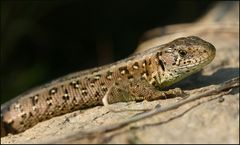 Lacerta agilis (weibl)