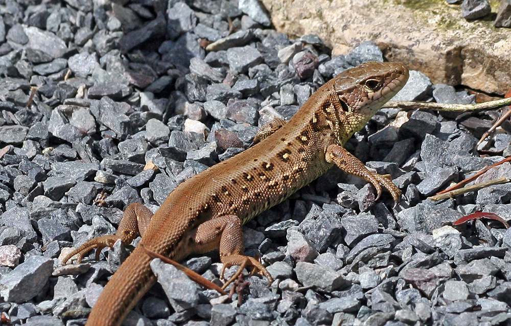 Lacerta agilis - Zaueneidechse am 20.7. nun endlich...