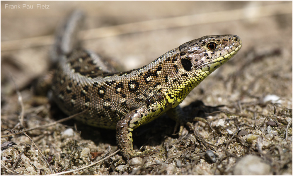 Lacerta agilis | Zauneidechse