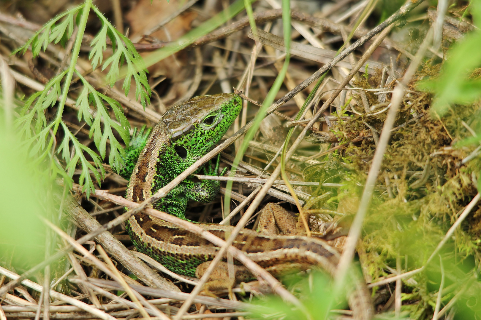 (Lacerta agilis) Zauneidechse