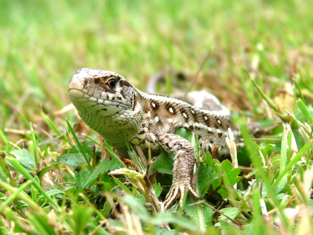 Lacerta agilis-Zauneidechse (Polen)