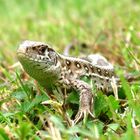 Lacerta agilis-Zauneidechse (Polen)