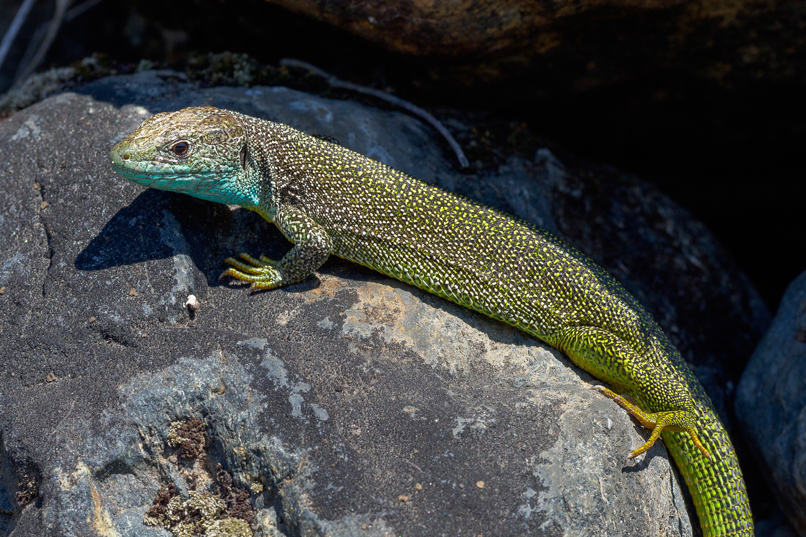 Lacerta bilineata