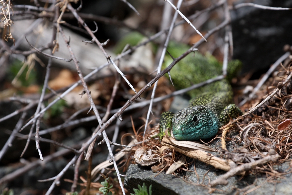 Lacerta bilineata