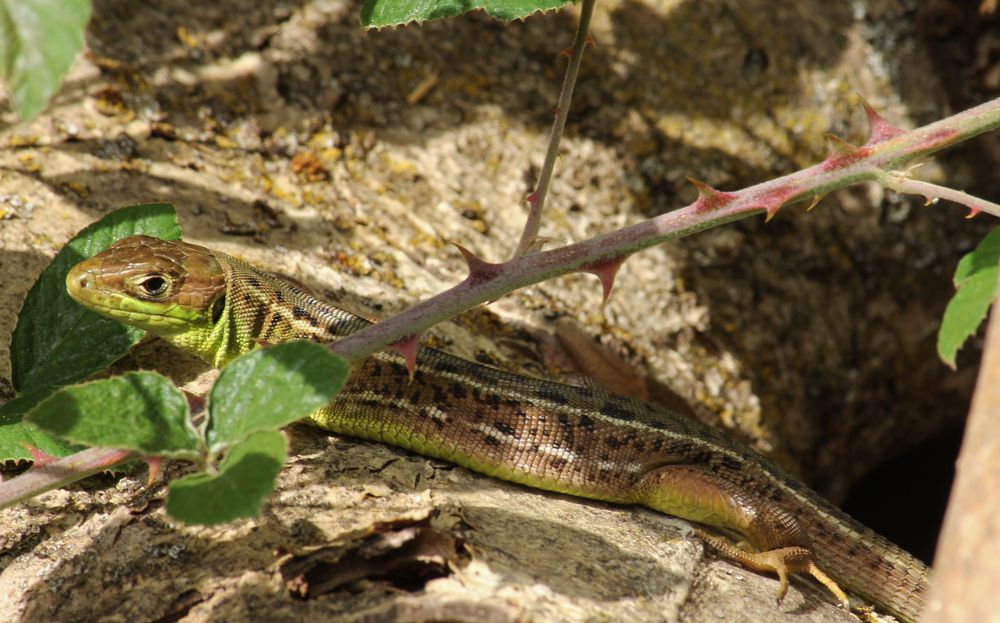 Lacerta bilineata