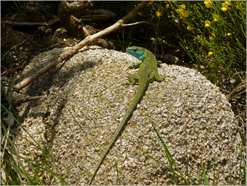 Lacerta bilineata / Lézard vert / Western green lizard