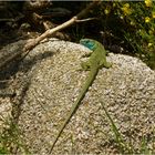 Lacerta bilineata / Lézard vert / Western green lizard