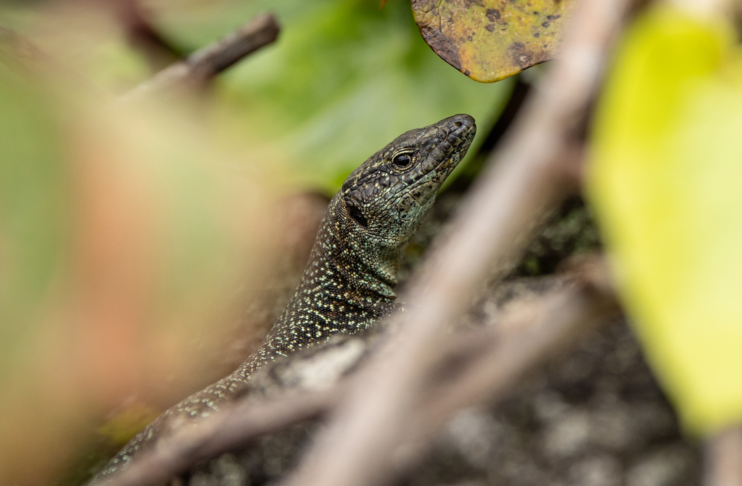 *** Lacerta dugesli  ?  ***