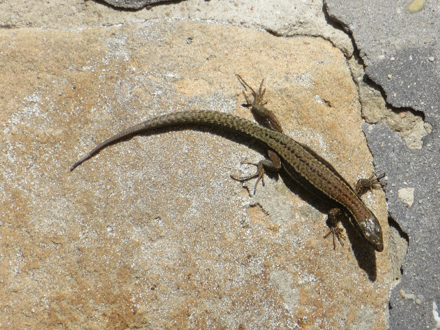 Lacerta muralis