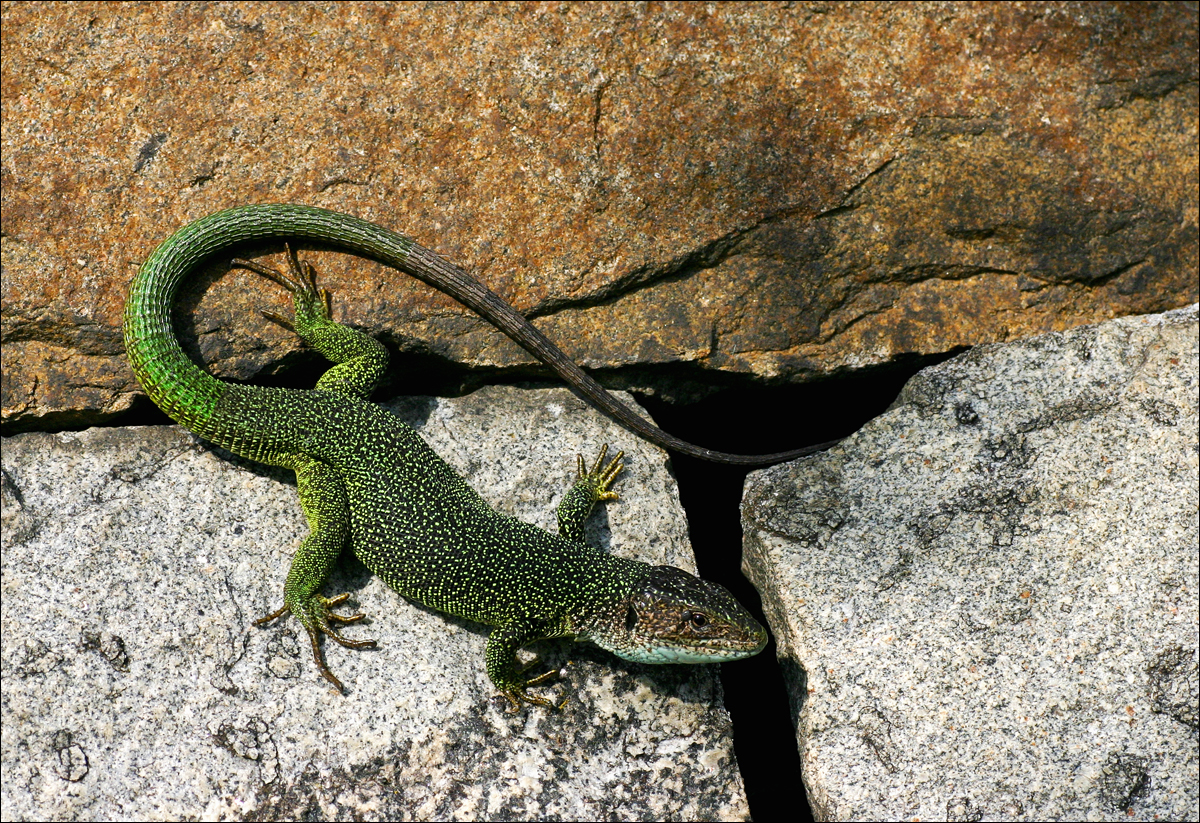 Lacerta viridis