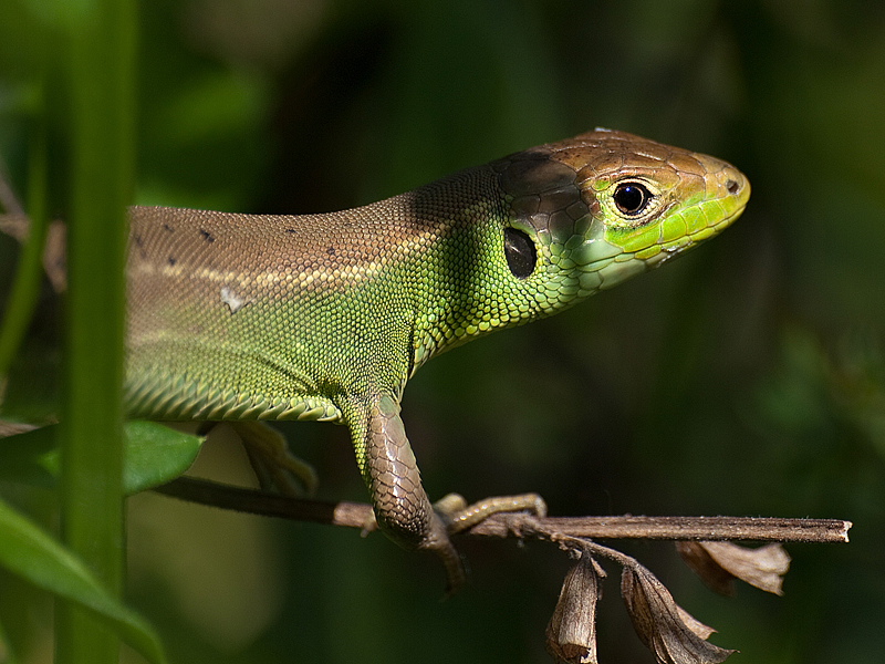 lacerta viridis