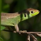 lacerta viridis