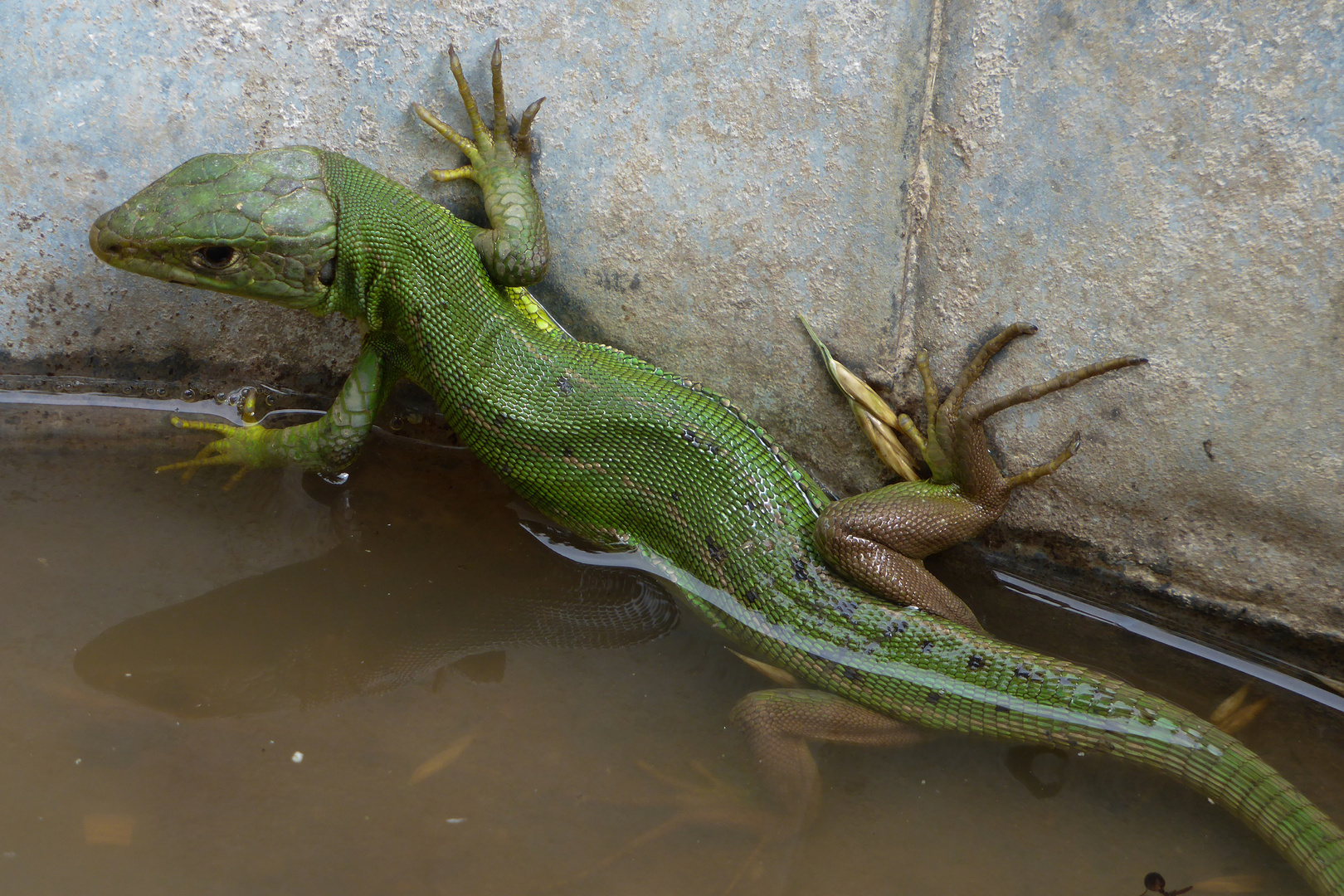 Lacerta viridis